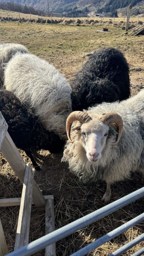 Lofoten wool - schapen