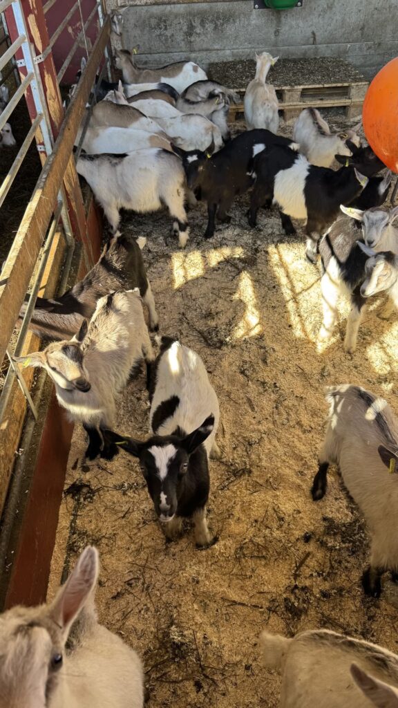 Lofoten Gardsysteri - jonge geitjes