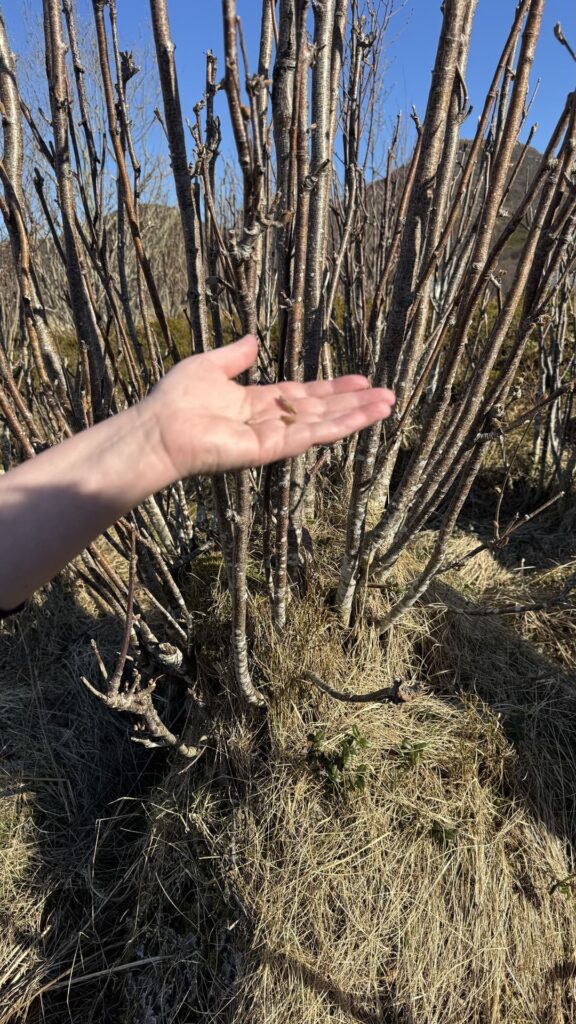 Vesteralen - norheimgard - basis plant wijn