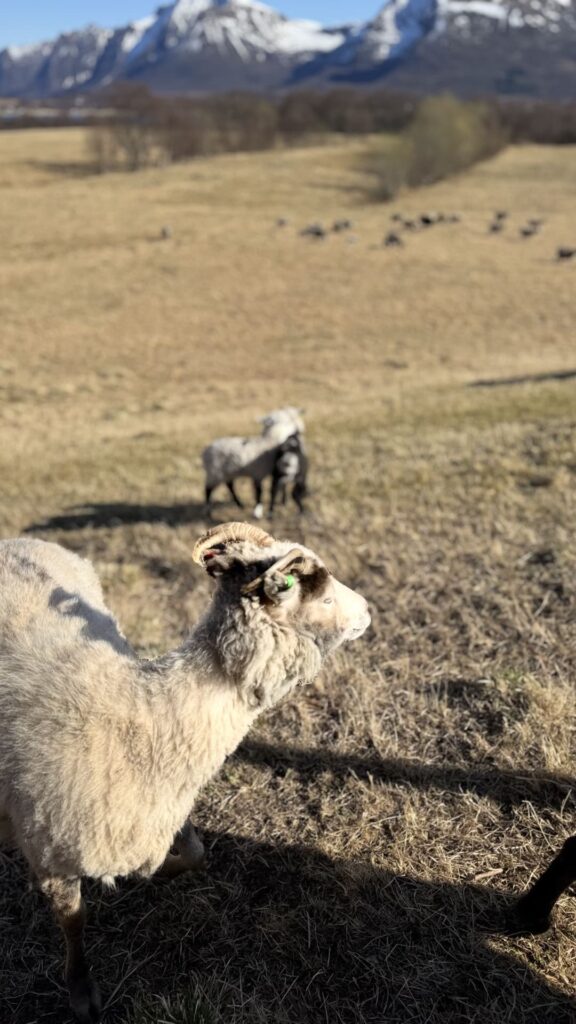 Martha Haugen Gard - schapen