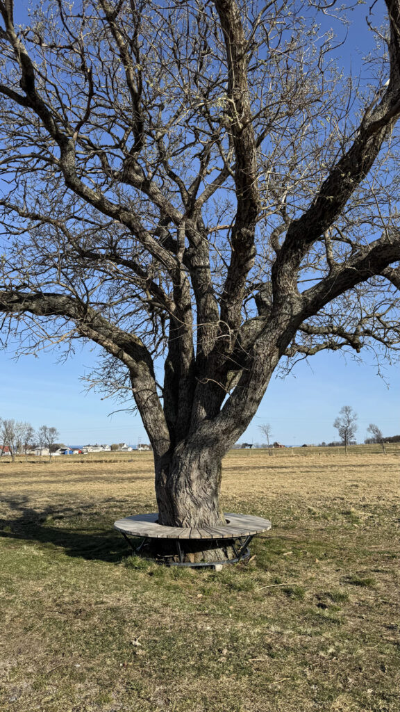 Marmelkroken - boom met bank