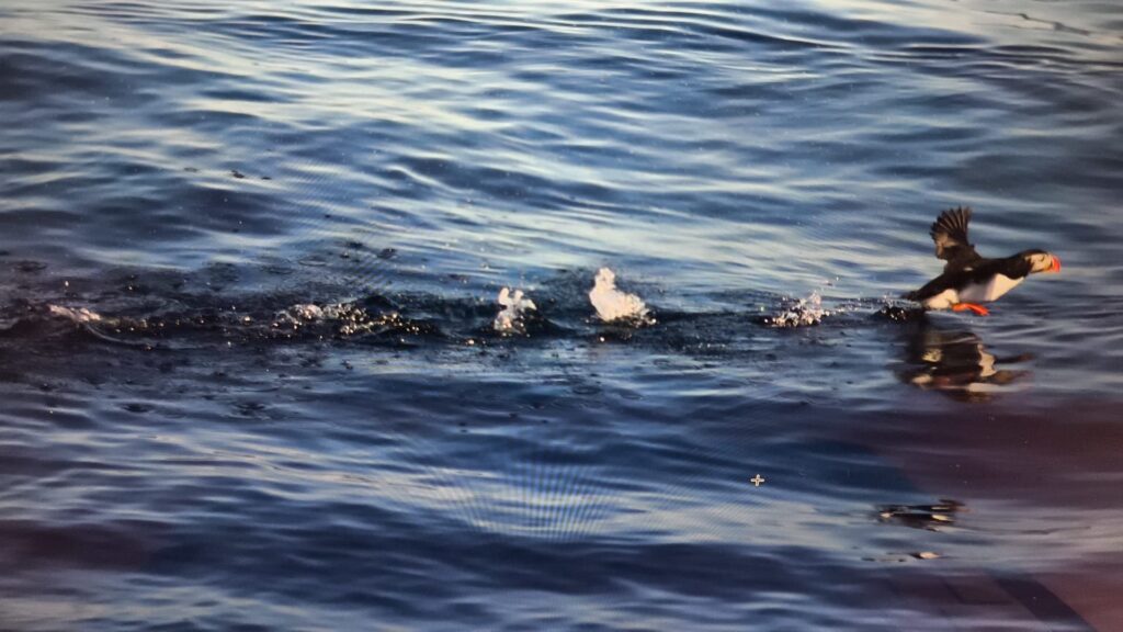 Vesteralen - papegaaiduiker bij bleik