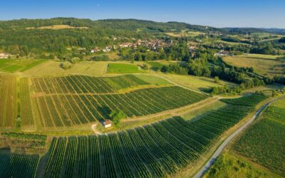 Wandelen door het Jura gebergte: wijngaarden, kliffen en Comté