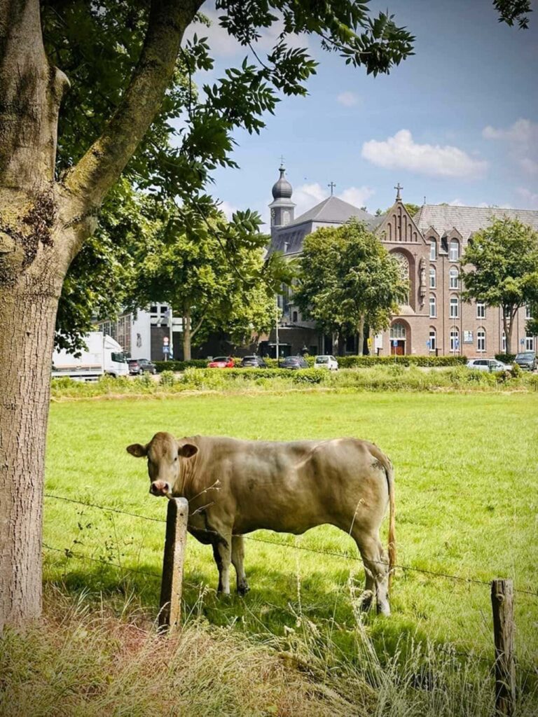 Zuid-Limburg anders: duurzaam op reis door het heuvelland 4 Koe voor klooster in Wittem