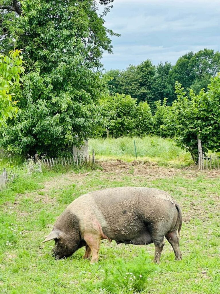 Zuid-Limburg anders: duurzaam op reis door het heuvelland 22 Varken bij Kuusj in Mechelen