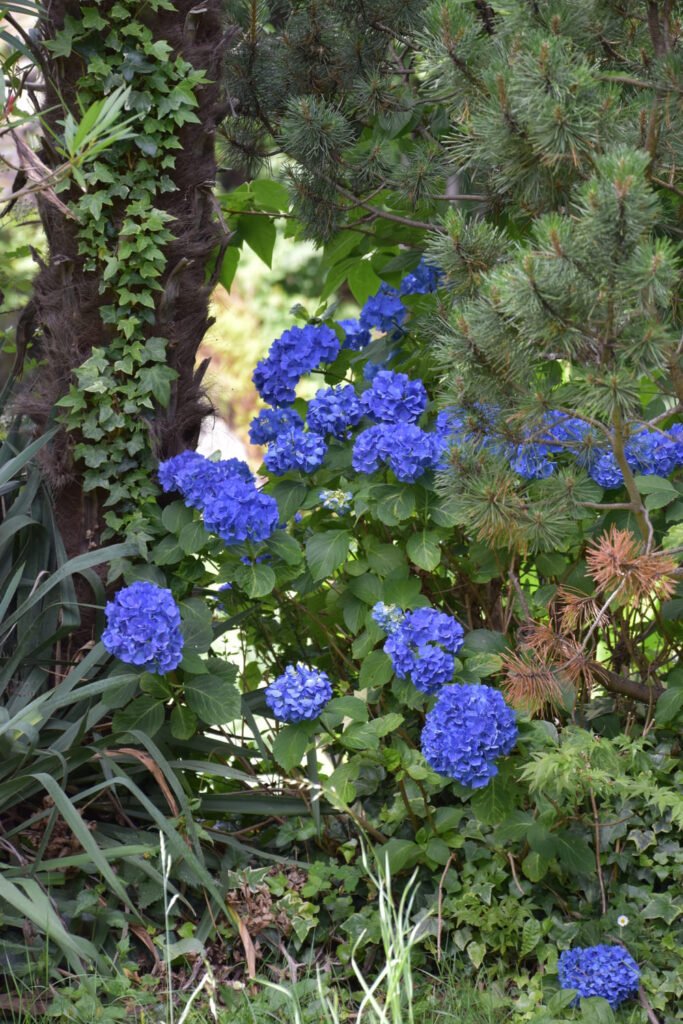Intragna - blue hydrangeas
