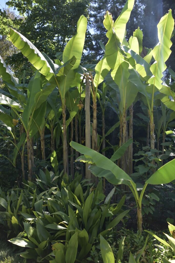 Isole di brissago - bananenplanten