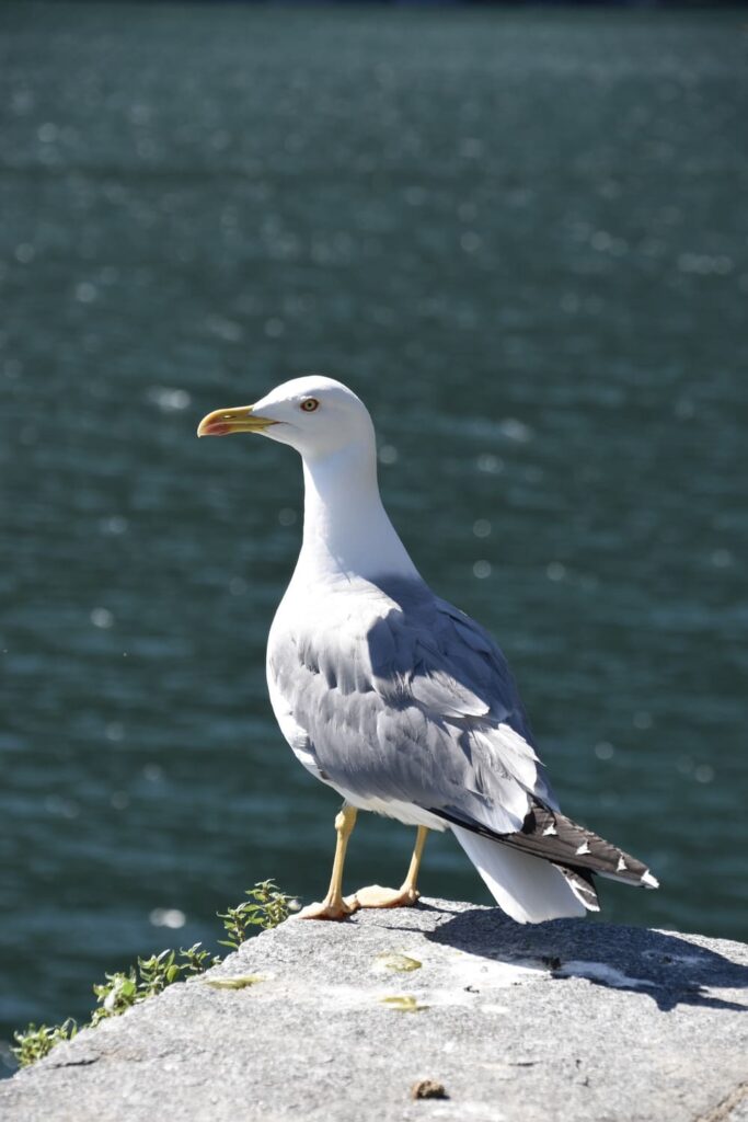 Meeuw op Isole di Brissago - Ticino