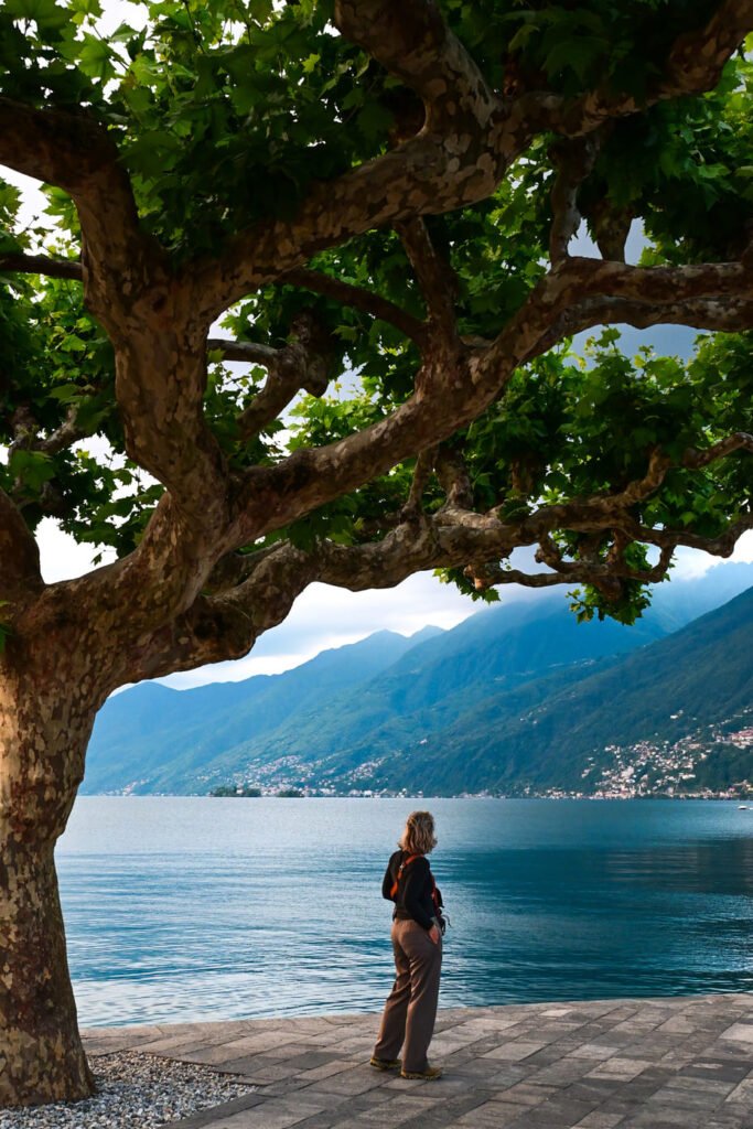 Ascona - Tree by Lake Maggiore - Madelon