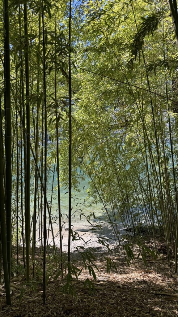 Isole di brissago - bamboe bij strandje