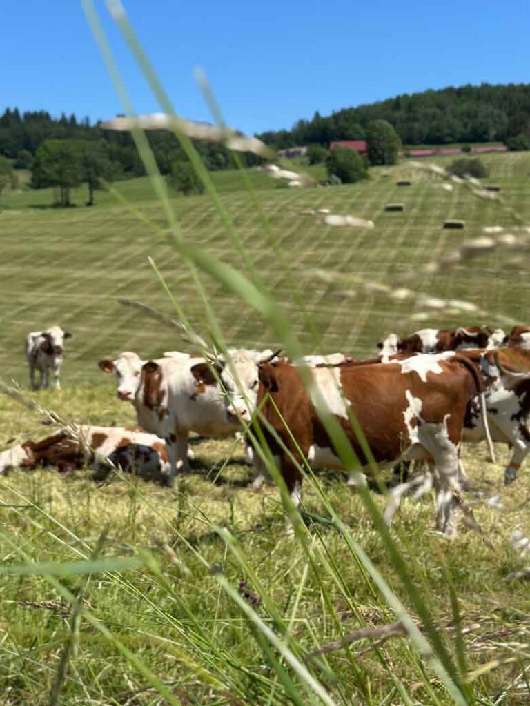Jura: waar kalksteen, kaas en kunst samenkomen 3 NTL Mieke Tacken 19 6 26 14 38 31