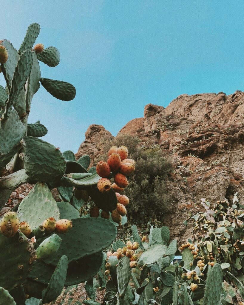 Ionische kust calabrie - cactusplant