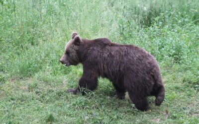 Doen in Slovenië: beren in het wild spotten