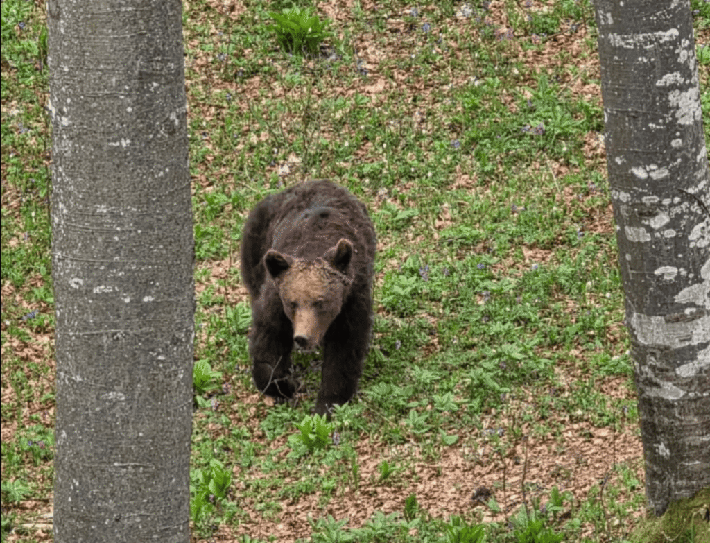 Doen in Slovenië: beren in het wild spotten 3 Beer in bos slovenie