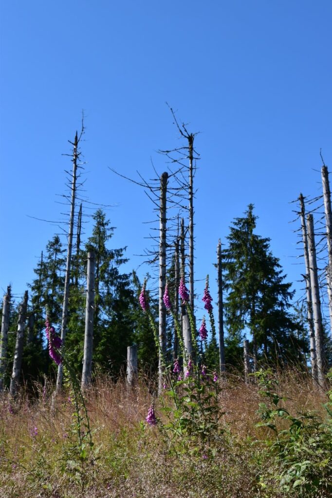 Nationaal Park Harz: de echte staat van de natuur 2 DSC 0030 3 e1784832577399