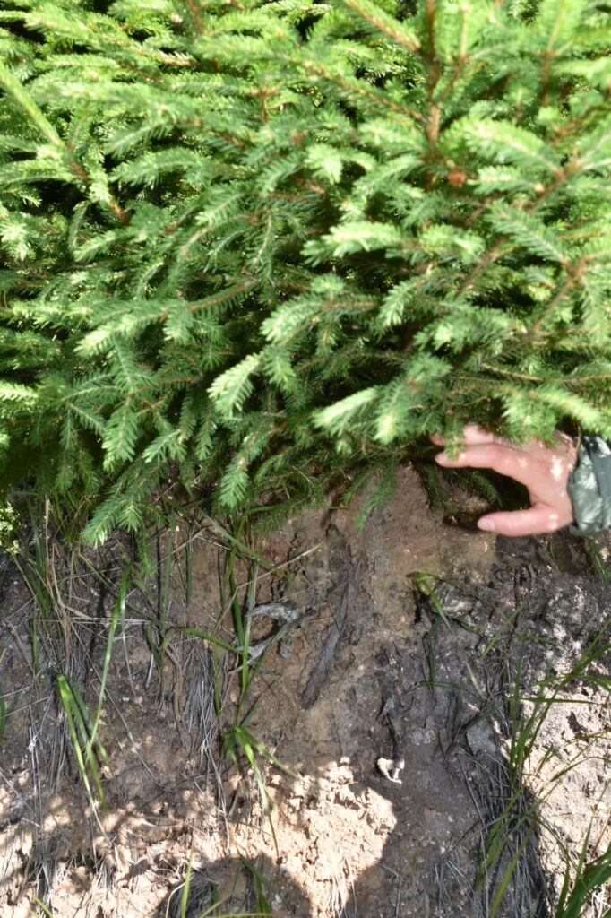 Nationaal Park Harz: de echte staat van de natuur 11 Nationaal park harz - nieuwe boom op dode stronk