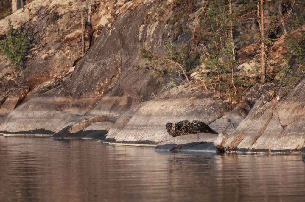 Wandelen Saimaa: de mooiste natuurpaden en nationale parken bij Mikkeli 11 Saimaa-ringelrob - Linnansaari-Visit-Savonlinna