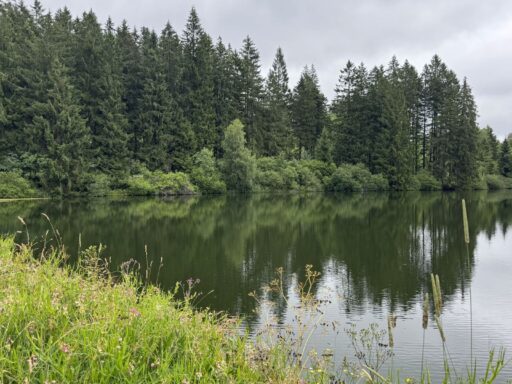 Hiking in the Harz Mountains—Forest and Lake on the Liebesbank Trail
