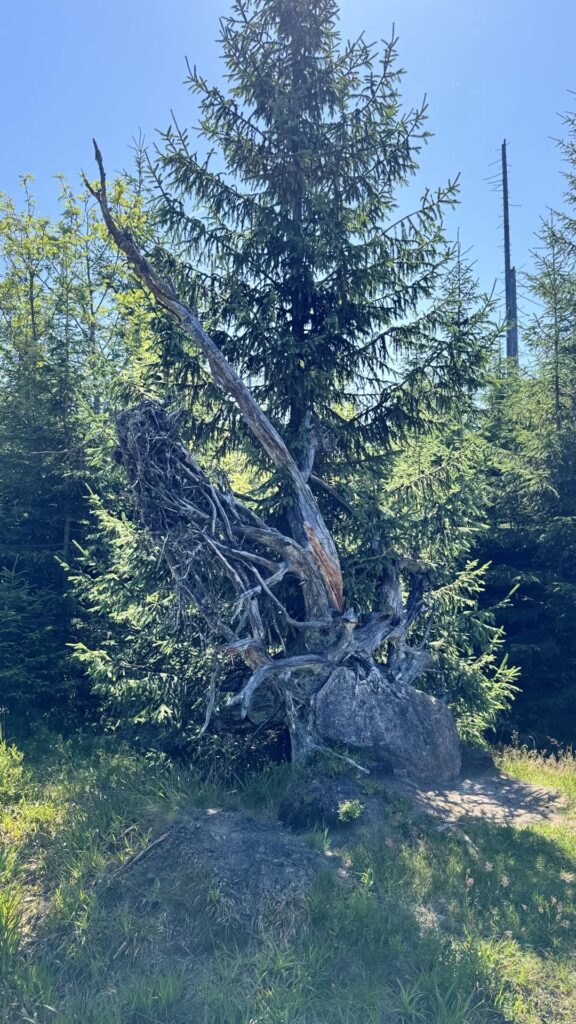 Nationaal Park Harz: de echte staat van de natuur 12 Nationaal park harz - nieuwe boom op oude spar