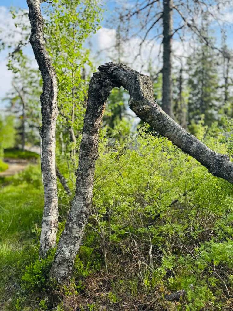 Noord-Karelië, de onontdekte natuurregio van Finland 18 NTL Mieke Tacken08 06 2026 18 26 14