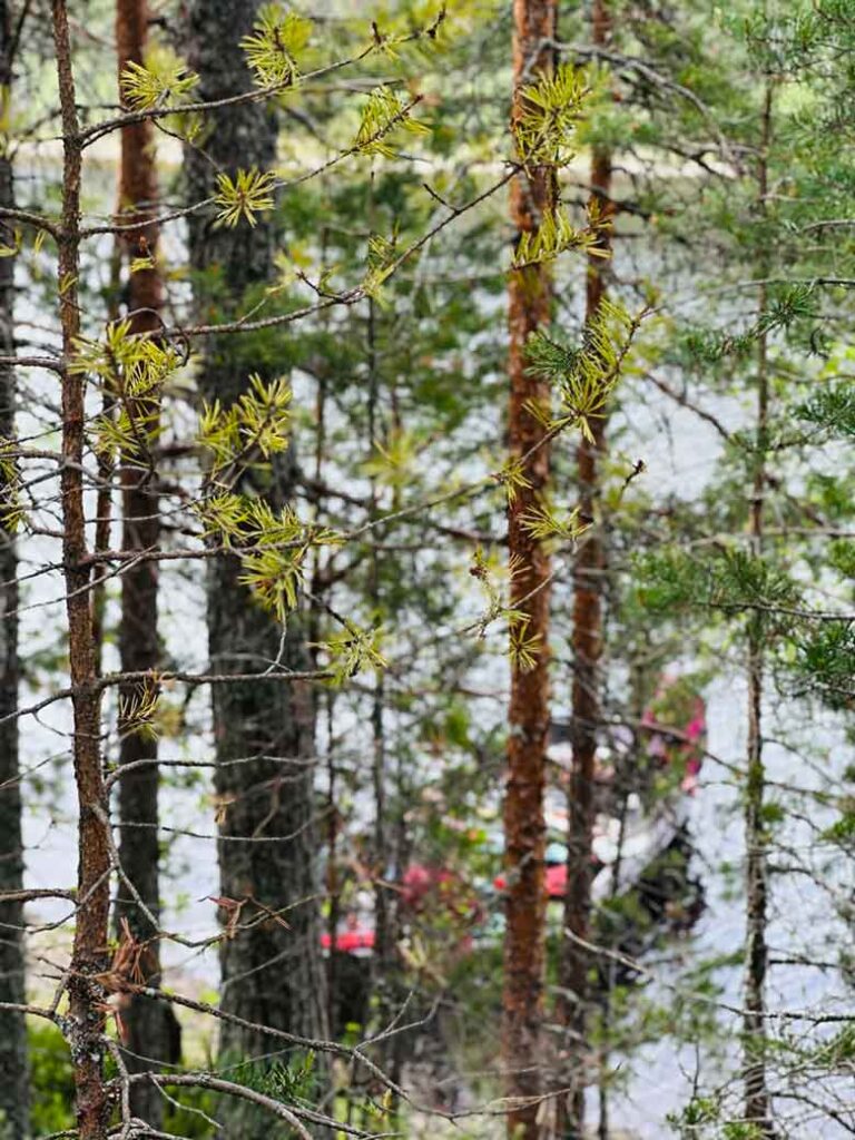 Noord-Karelië, de onontdekte natuurregio van Finland 5 NTL Mieke Tacken09 06 2026 10 39 51
