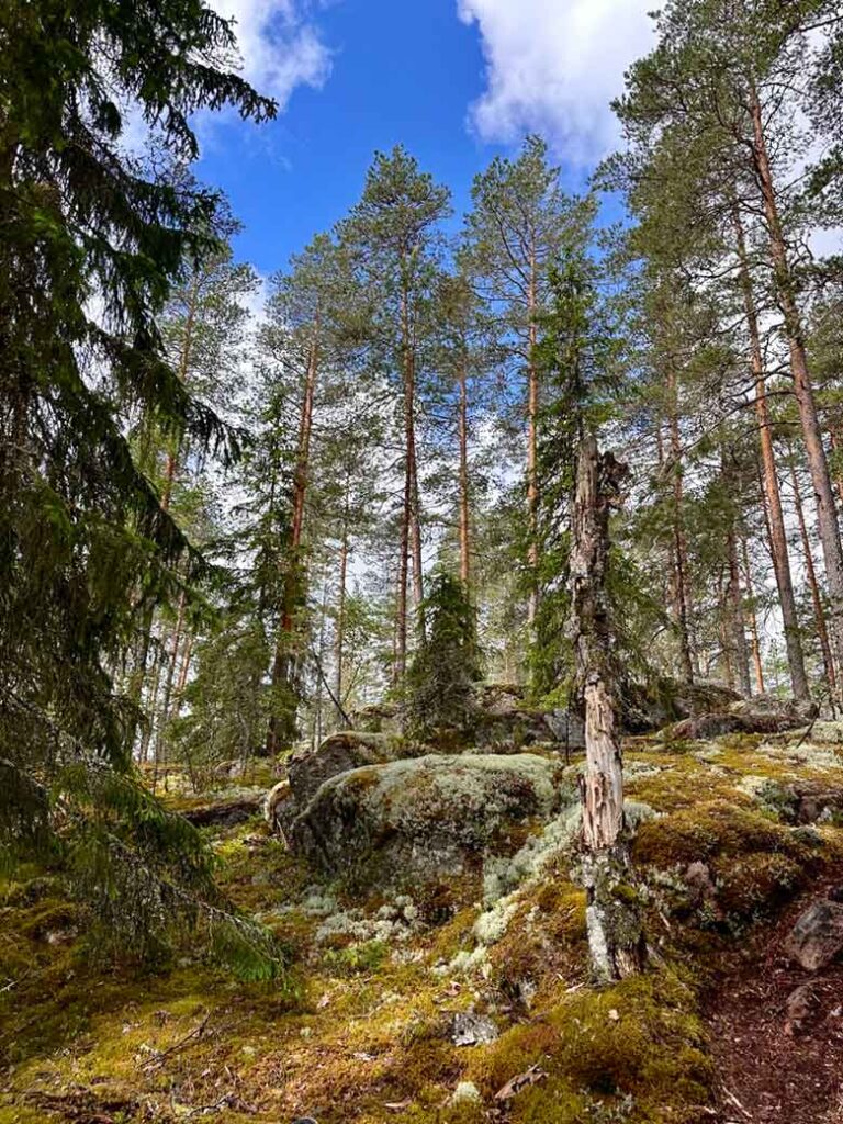 Noord-Karelië, de onontdekte natuurregio van Finland 25 NTL Mieke Tacken10 06 2026 10 26 40