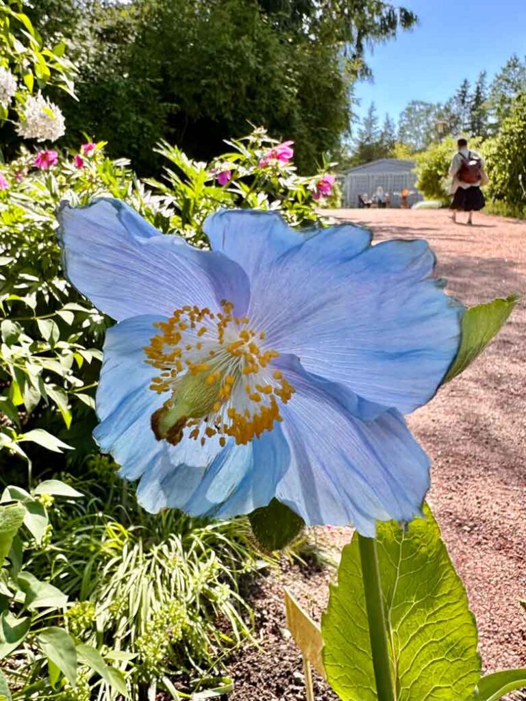 Noord-Karelië, de onontdekte natuurregio van Finland 28 NTL Mieke Tacken10 06 2026 15 30 01