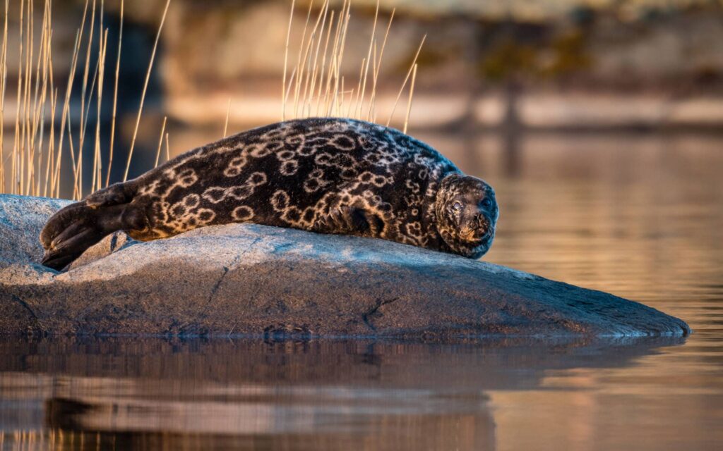 Wandelen Saimaa: de mooiste natuurpaden en nationale parken bij Mikkeli 1 Saimaa rob - Visit Saimaa