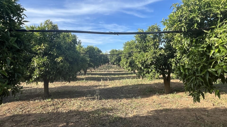 Puglia - Annalisa Citrus Grove with Sprinkler System