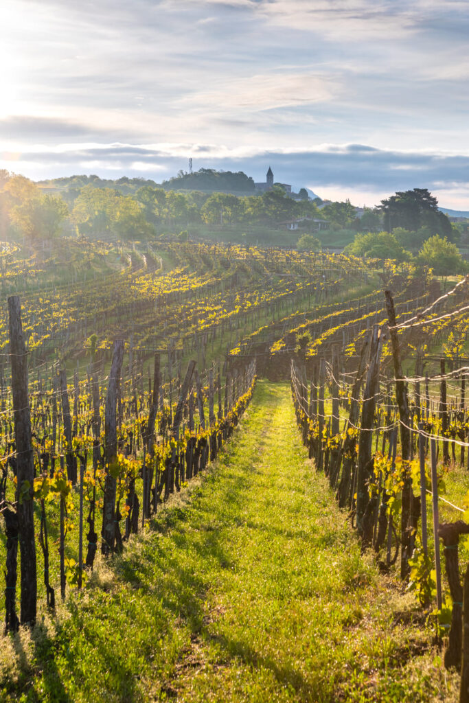 Karst & Vipava Valley: Slovenia’s Underrated Gem of Caves, Wine, and Limestone 4 Karst - vineyard - Tomaj_Jost_Gantar_IZBOR
