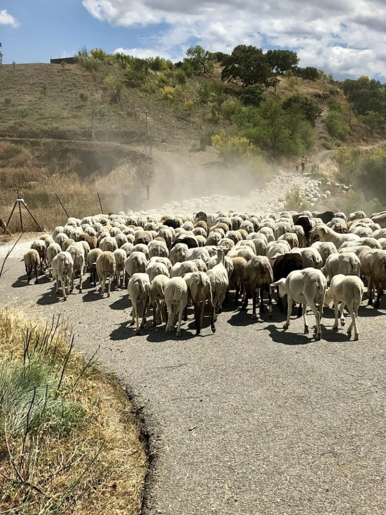 Alora en de Guadalhorce-vallei: onbekend achterland van Malaga 10 herders op de berg - andalusie