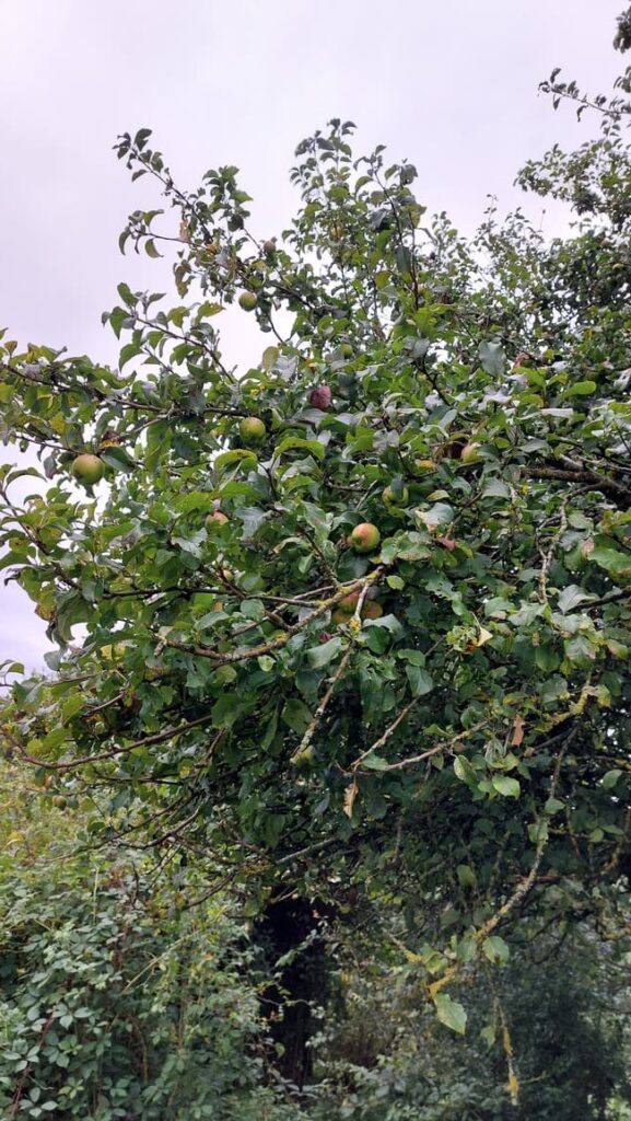 Himmerland - Panorama Hobro - Apple Tree
