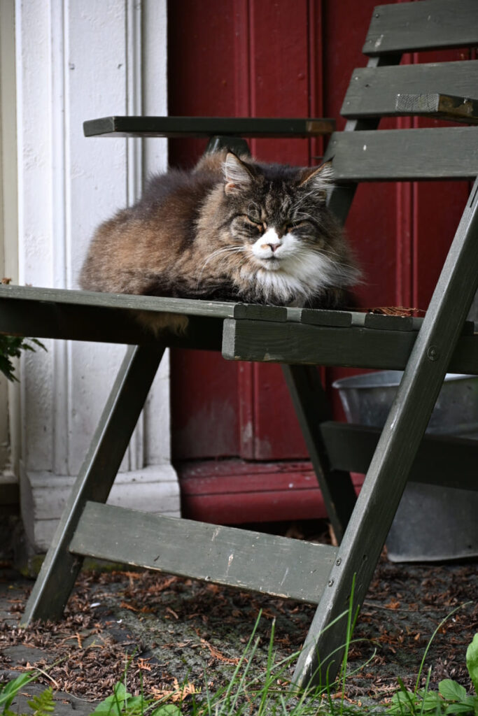 Ersgard - kat slaapt op stoel