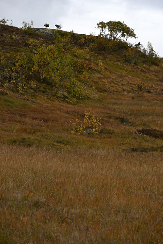 DSC 0235 1 e1789744053733