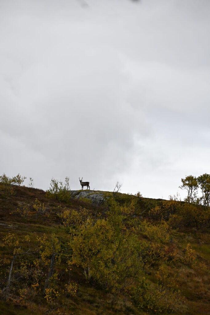 St. Olavsleden wandelen: pelgrimsroute van Zweden naar Trondheim in Noorwegen 4 DSC 0242 1 e1789744316527