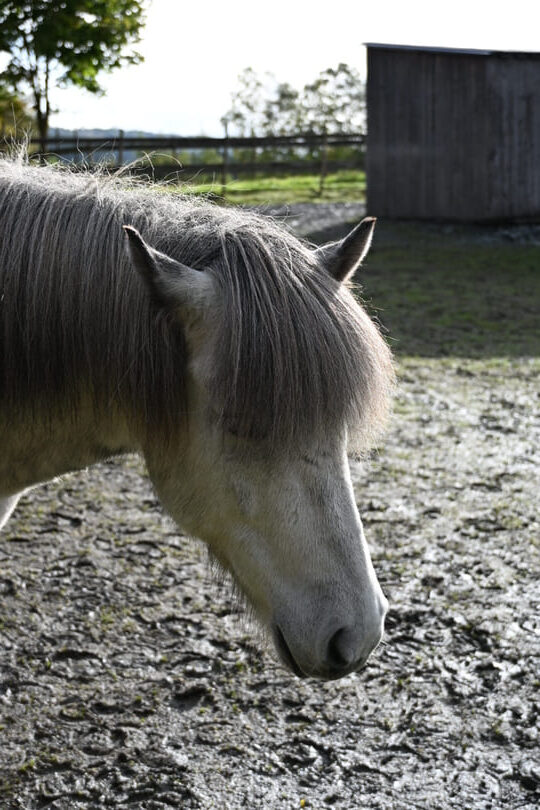 st olavsleden - paard