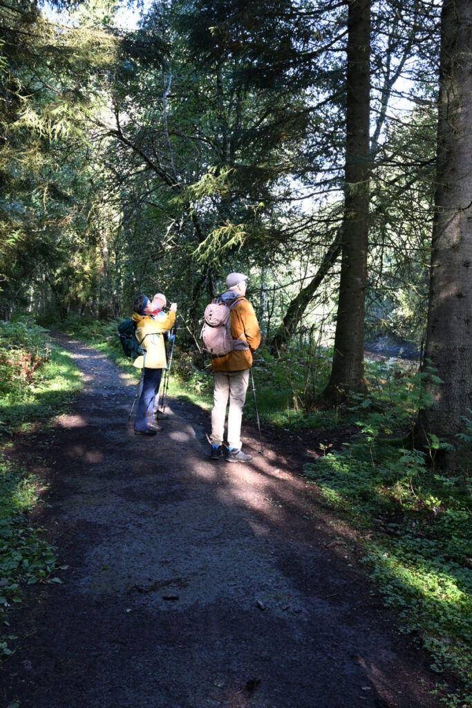 Wandelen naar trondheim - zon in bos