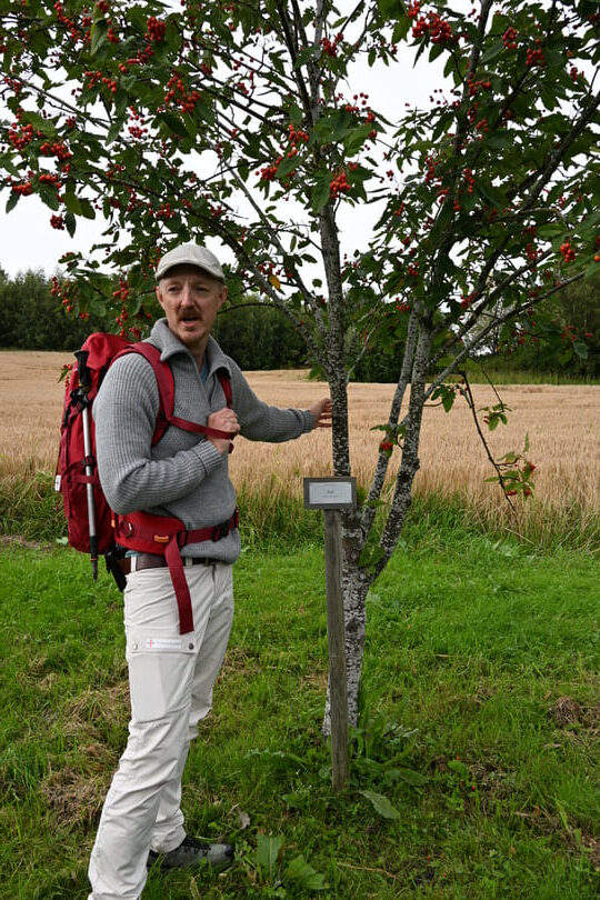 st olavsleden - gids mattias