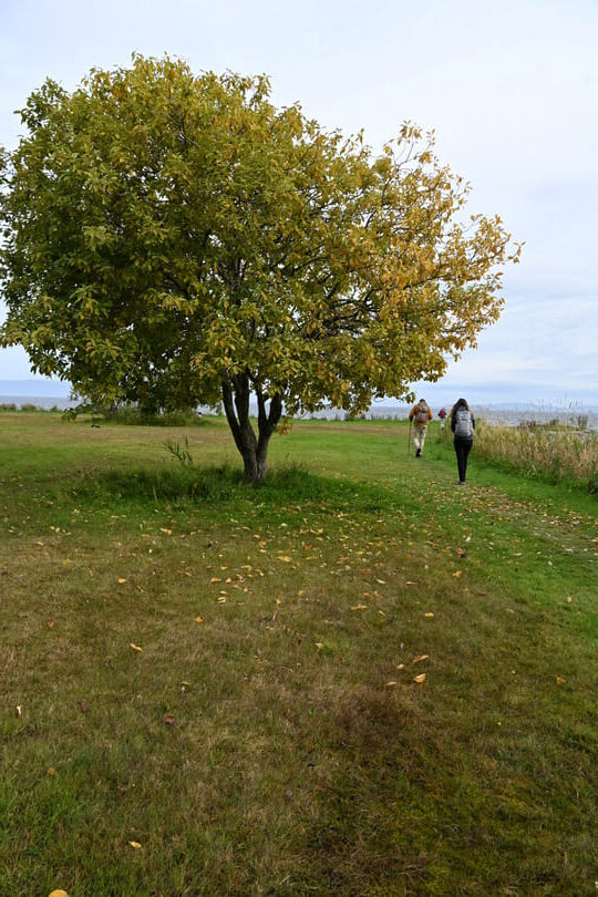 st olavsleden - trondheim pad langs kust - boom