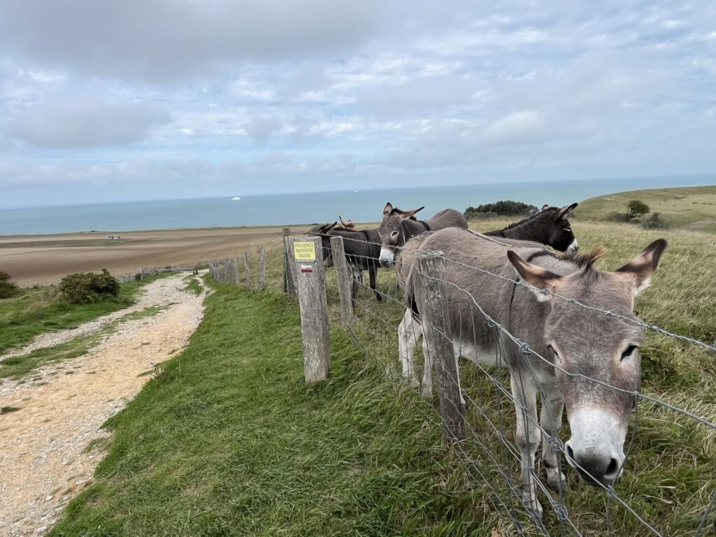 Calais - Cap Blanc-Nez - ezels