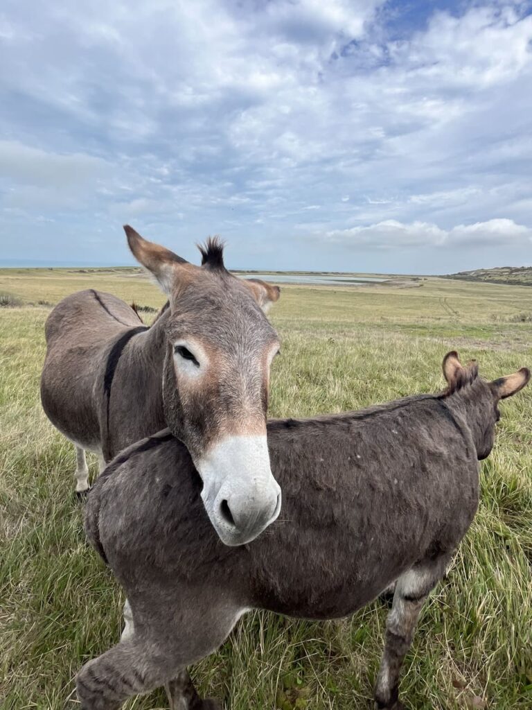 Calais - Cap Blanc Nez - ezels