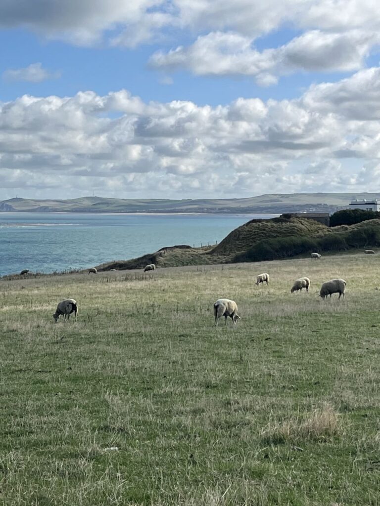Cap Gris-Nez - schapen aan kust