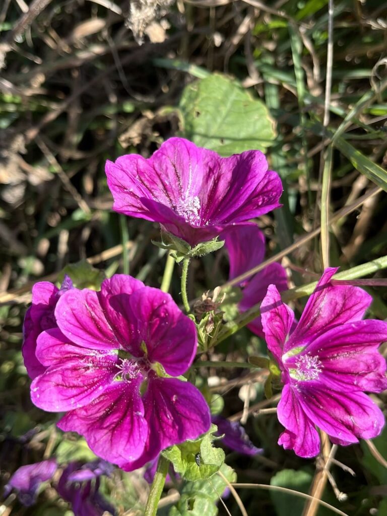 Cap Gris-Nez - Audresselles - bloemen