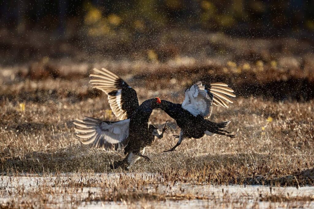 Ytterhogdal - grouse