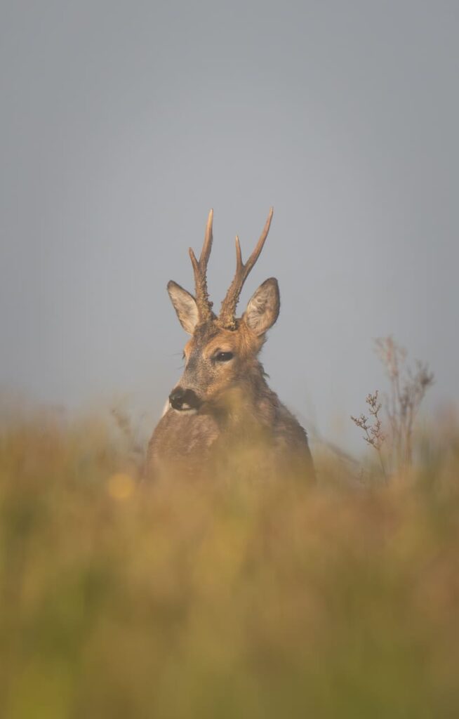 Ytterhogdal - deer