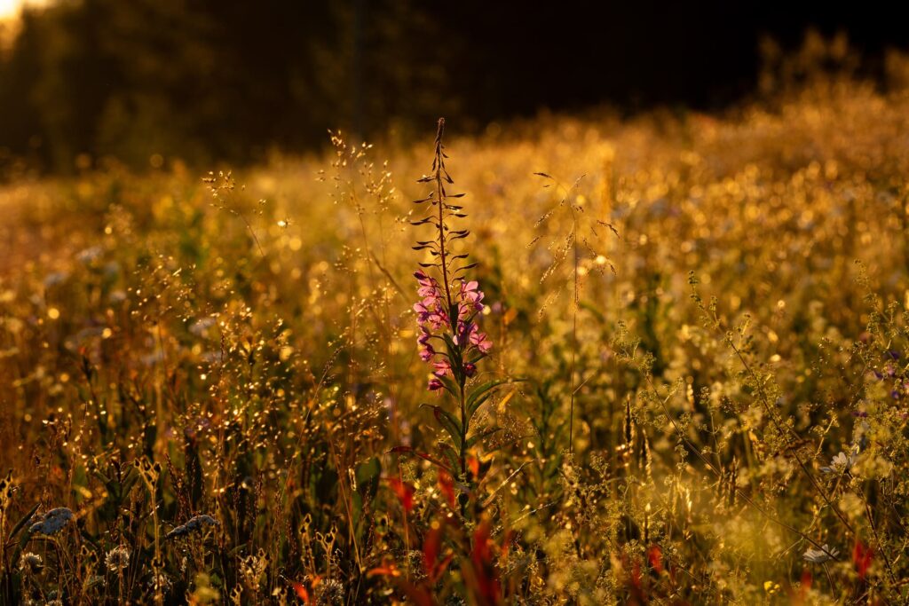 Ytterhogdal - Flowers in the Grass
