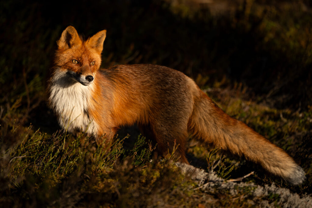 Ytterhogdal - fox