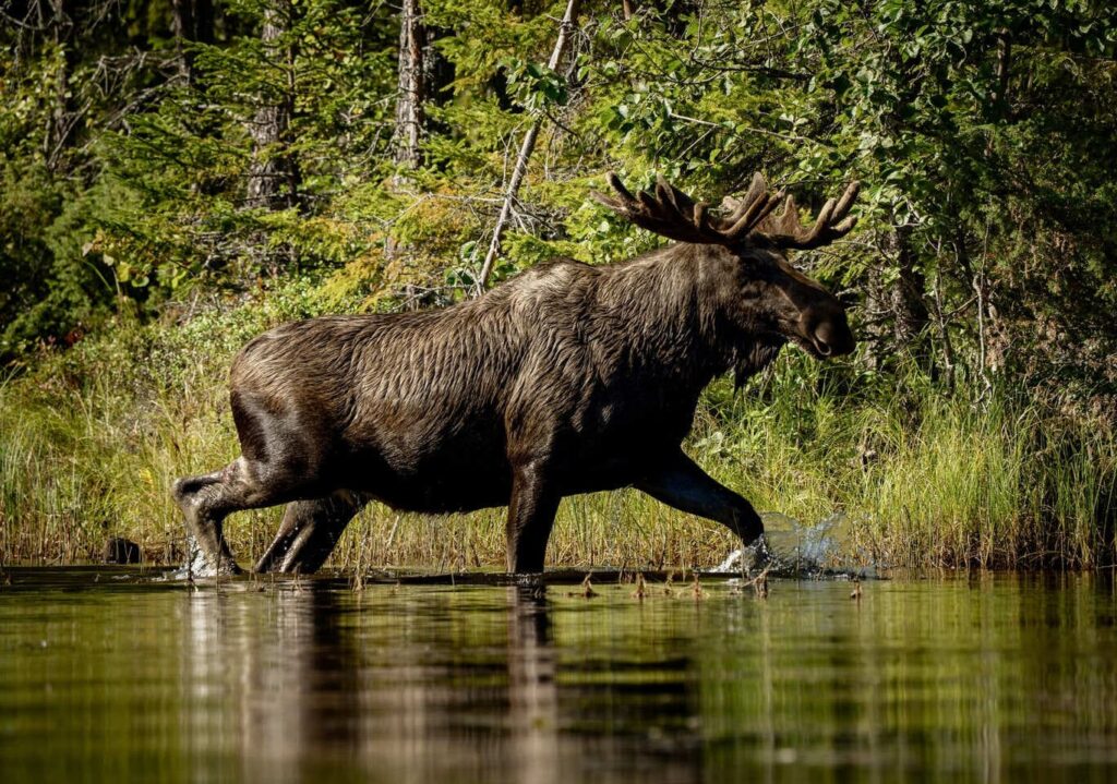 Ytterhogdal - moose in the water