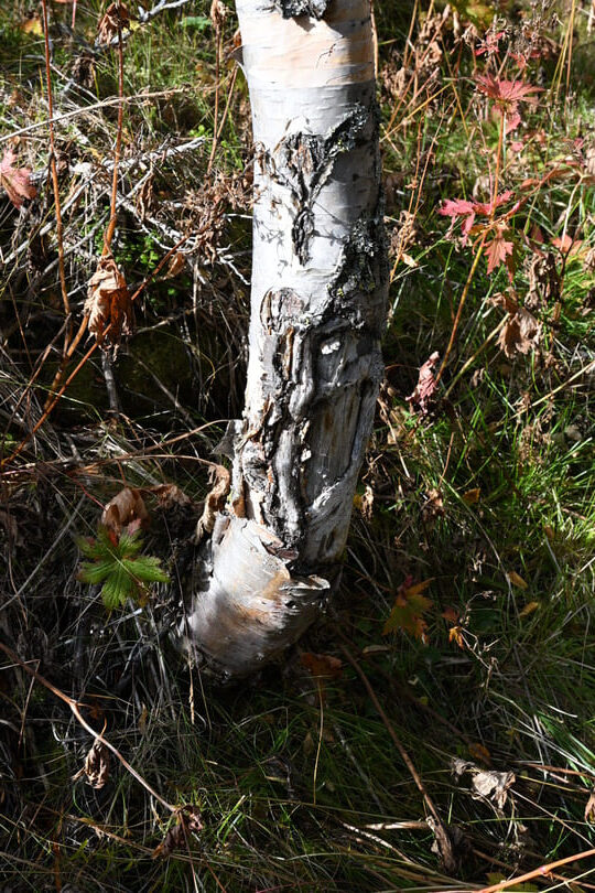 Dovrefjell Park - Drivdalen - tree bark on the road