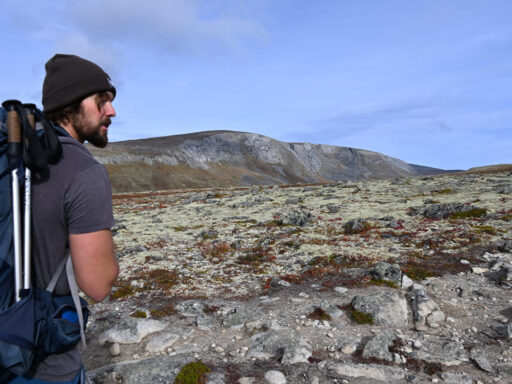 Dovrefjell - muskusos safari